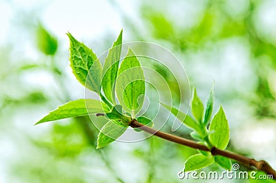 Young leaves Stock Photo