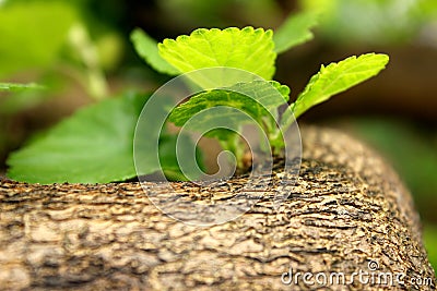 Young leaves Stock Photo