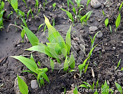 Young leaves of Allium ursinum in spring. Bear garlic, because it is collected in the wild, has great healing abilities Stock Photo