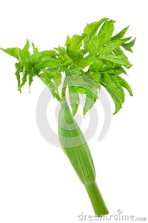 Young leaves of angelica Stock Photo