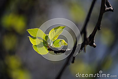 The young leaves of the apple tree have blossomed Stock Photo