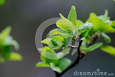 The young leaves of the apple tree have blossomed Stock Photo