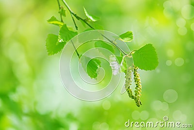 Young leaves of birch. The branch of a birch with a beautiful light and bokeh. Stock Photo