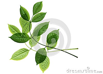 Young leaves on branches Stock Photo