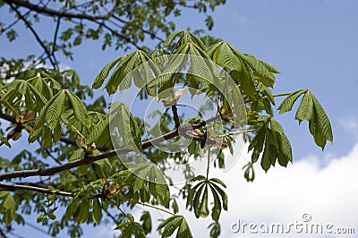 Young leaves of a chestnut Stock Photo