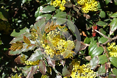 Young leaves and flowers of Mahonia aquifolium Stock Photo