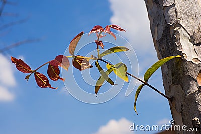 Young leaves grow in blue sky Stock Photo