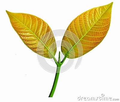 Young leaves isolated on white Stock Photo