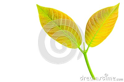 Young leaves isolated on white Stock Photo