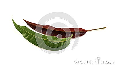 Young leaves mango and mango leaves Stock Photo
