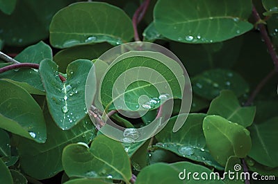 European fly honeysuckle lonicera xylosteum periclymenum dwarf woodbine shrub, new young green plant leaves, fresh raindrops Stock Photo