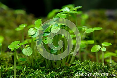 Young leaves of small seedlings burst from Moss. Stock Photo