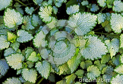 Young leaves of some Labiatae herb Stock Photo