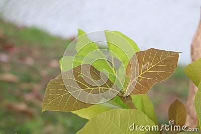 the young leaves of the teak tree Dark green and light green on a teak tree in the tropical forest, optional focus Stock Photo