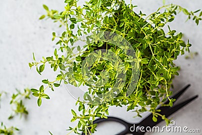 Young leaves of thyme in a pot, seedlings. Stock Photo