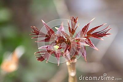 Young leaves of toon tree Stock Photo