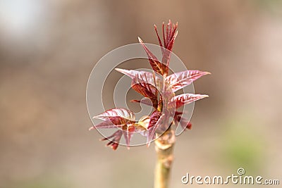 Young leaves of toon tree Stock Photo