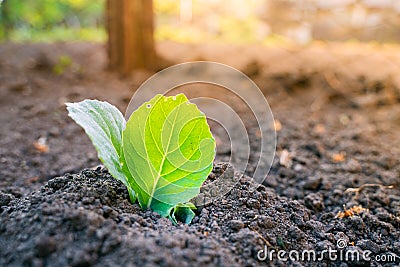 Young leaves of white cabbage are translucent in the morning rising sun close-up. Morning garden. Structure of cabbage leaves Stock Photo