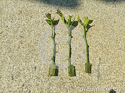 young lemon tree branches stuck in aloe vera leaf for rooting, aloe vera rooting agent for propagating lemon tree by cuttings Stock Photo