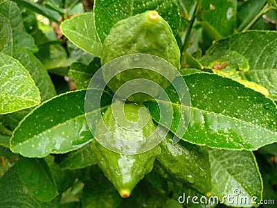 young lemons that have just been wetted by rainwater Stock Photo
