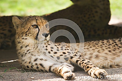 Young leopard Stock Photo