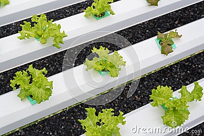 Young lettuce at hydroponic garden Stock Photo