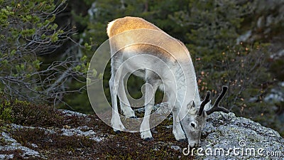 Young light domestic reindeer eating Stock Photo