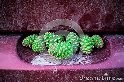 Young, light, green pine cones. A handful of sticky and fragrant fir tree fruits, spring. Stock Photo