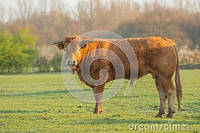 Young limousin or charolais bull Stock Photo