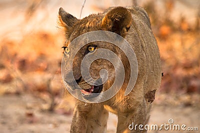 Young lion Stock Photo