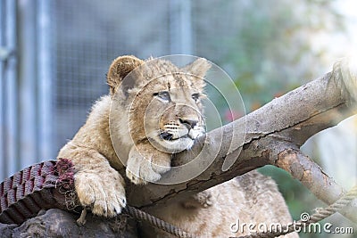 The young lion of Berber look majestic dark background Stock Photo