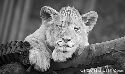 The young lion of Berber look majestic dark background Stock Photo