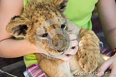 Young lion in childrens hands Stock Photo