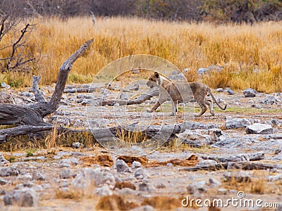 Young lion cub in the wild Stock Photo