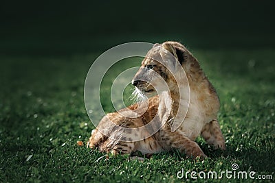 Young lion cub in the wild Stock Photo