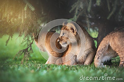 Young lion cub in the wild Stock Photo