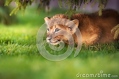 Young lion cub in the wild Stock Photo