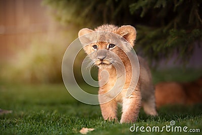 Young lion cub in the wild Stock Photo