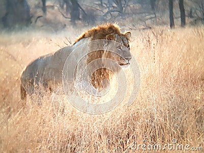 Young Lion Male Stock Photo