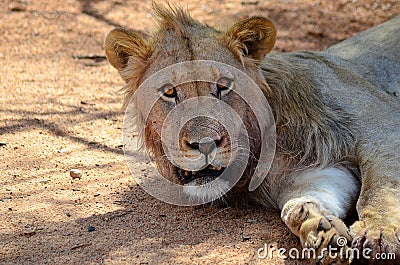 Young Lion - South Africa Stock Photo