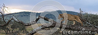 Young lion walking on a branch, Serengeti, Tanzania Stock Photo