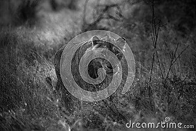 Young lion walking through wet grass in the early morning in Kruger Park Stock Photo