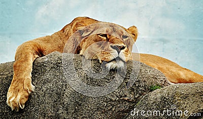 Young lioness lounges in the midday heat with the rest of the lions in the pride Stock Photo