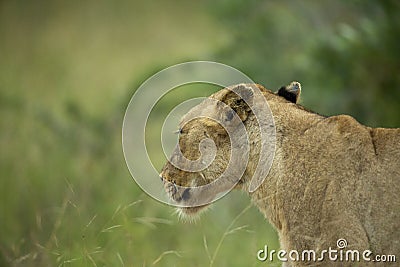 The lioness just awaking after a good nap/ Stock Photo