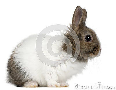 Young Lionhead rabbit, 2 months old Stock Photo