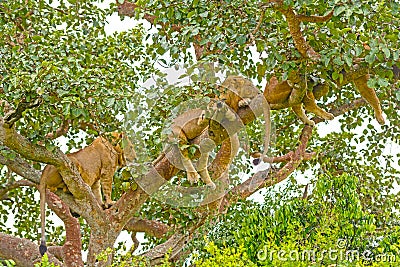 Young Lions Resting in a Tree Stock Photo