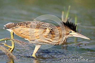 Young little bittern hunting with open crest on the water. Stock Photo