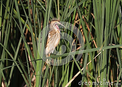 Young little bittern sits on the reed and calling parents for food. Stock Photo