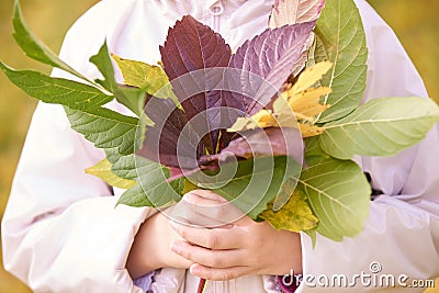 Young little girl hold fall leaves in hands. Red, gree and yellow leaf. Stock Photo