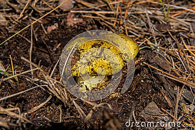 Young little mushroom Tricholoma equestre in pine forest closeup. Stock Photo